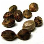Семена марихуаны АК-47  (Seeds AK-47) в Велиже